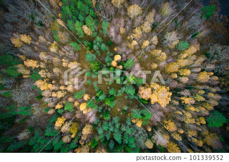 Above aerial shot of green pine forests and yellow foliage groves with beautiful texture of golden treetops. Beautiful fall season scenery in evening. Mountains in autumn in golden time 101339552