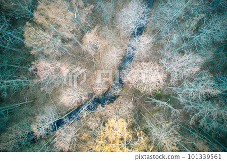 Above aerial shot of green pine forests and yellow foliage groves with beautiful texture of golden treetops. Beautiful fall season scenery in evening. Mountains in autumn in golden time 101339561