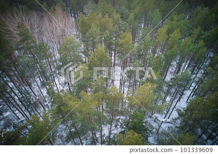 Aerial view of frosty white winter pine forests and birch groves covered with hoarfrost and snow. Drone photo of high trees in mountains at winter time. Idyllic landscape 101339609