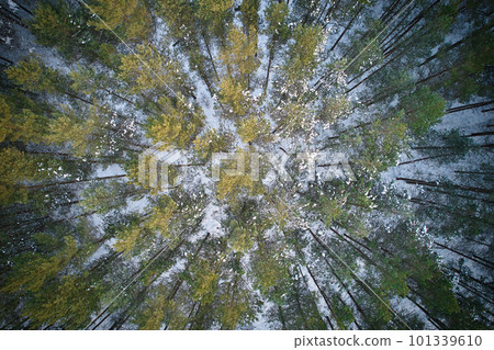 Aerial view of frosty white winter pine forests and birch groves covered with hoarfrost and snow. Drone photo of high trees in mountains at winter time. Idyllic landscape 101339610