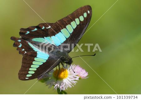 A bluebottle butterfly perching on a halcyon flower A bluebottle butterfly perching on a halcyon flower 101339734