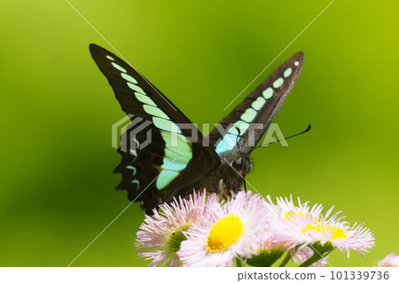 Bluebottle sucking halzion flowers Bluebottle sucking halzion flowers 101339736