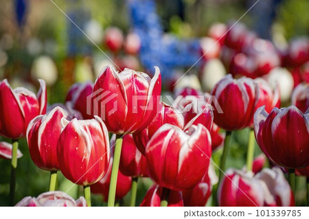 Close up shot of beautiful tulips flower blossom at Descanso Garden Close up shot of beautiful tulips flower blossom at Descanso Garden 101339785