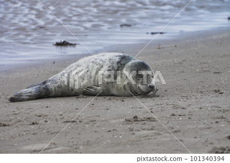 Baby seal relaxing enjoying the lovely day on a Baltic Sea beach. Seal with a soft fur coat long whiskers dark eyes and sharp claws. Harmony with nature. Seal looking inquisitively at the camera Baby seal relaxing enjoying the lovely day on a Baltic Sea beach. Seal with a soft fur coat long whiskers dark eyes and sharp claws. Harmony with nature. Seal looking inquisitively at the camera 101340394