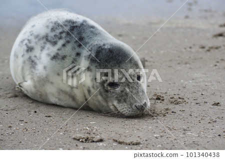 Baby seal relaxing enjoying the lovely day on a Baltic Sea beach. Seal with a soft fur coat long whiskers dark eyes and sharp claws. Harmony with nature. Seal looking inquisitively at the camera Baby seal relaxing enjoying the lovely day on a Baltic Sea beach. Seal with a soft fur coat long whiskers dark eyes and sharp claws. Harmony with nature. Seal looking inquisitively at the camera 101340438