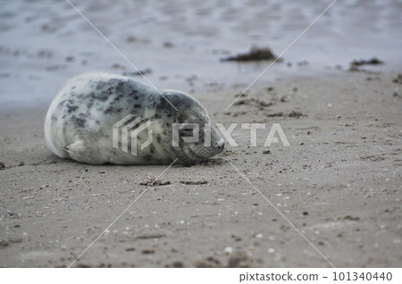 Baby seal relaxing enjoying the lovely day on a Baltic Sea beach. Seal with a soft fur coat long whiskers dark eyes and sharp claws. Harmony with nature. Seal looking inquisitively at the camera Baby seal relaxing enjoying the lovely day on a Baltic Sea beach. Seal with a soft fur coat long whiskers dark eyes and sharp claws. Harmony with nature. Seal looking inquisitively at the camera 101340440