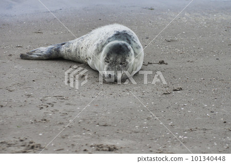 Baby seal relaxing enjoying the lovely day on a Baltic Sea beach. Seal with a soft fur coat long whiskers dark eyes and sharp claws. Harmony with nature. Seal looking inquisitively at the camera 101340448