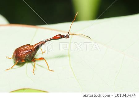 Beared beetle (male) 101340474