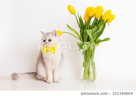 white British cat in a yellow bow tie, sitting next to a glass vase with a bouquet of yellow tulips white British cat in a yellow bow tie, sitting next to a glass vase with a bouquet of yellow tulips 101340604
