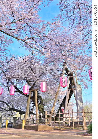 Ishito Kaba Zakura The first cherry blossom festival after the new coronavirus Spring 2023 Kitamoto City, Saitama Prefecture Ishito Kaba Zakura The first cherry blossom festival after the new coronavirus Spring 2023 Kitamoto City, Saitama Prefecture 101340654