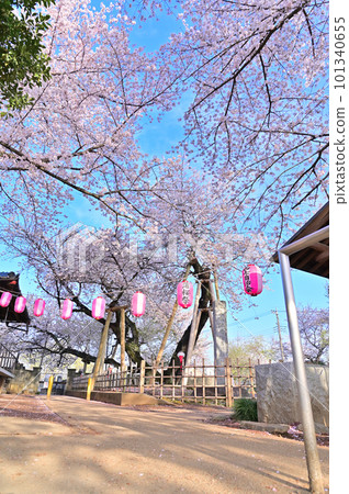 Ishito Kaba Zakura The first cherry blossom festival after the new coronavirus Spring 2023 Kitamoto City, Saitama Prefecture Ishito Kaba Zakura The first cherry blossom festival after the new coronavirus Spring 2023 Kitamoto City, Saitama Prefecture 101340655