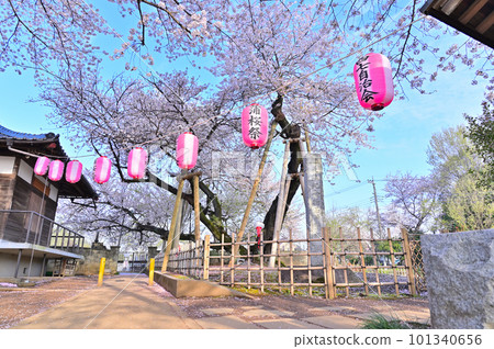 Ishito Kaba Zakura The first cherry blossom festival after the new coronavirus Spring 2023 Kitamoto City, Saitama Prefecture Ishito Kaba Zakura The first cherry blossom festival after the new coronavirus Spring 2023 Kitamoto City, Saitama Prefecture 101340656