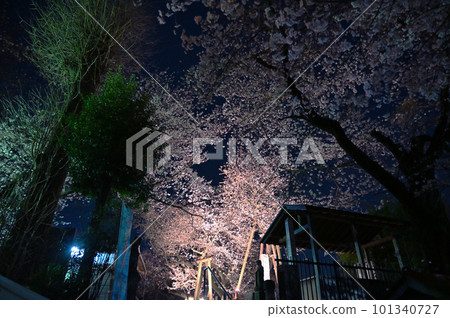 Ishitokaba cherry blossoms in full bloom lit up, Kitamoto City, Saitama Prefecture 101340727