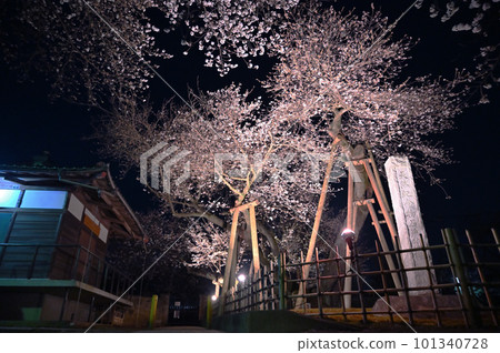 Ishitokaba cherry blossoms in full bloom lit up, Kitamoto City, Saitama Prefecture 101340728