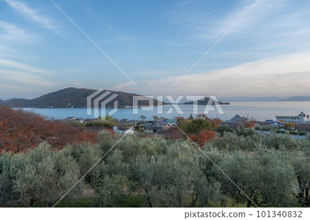 橄欖園 橄欖園 101340832