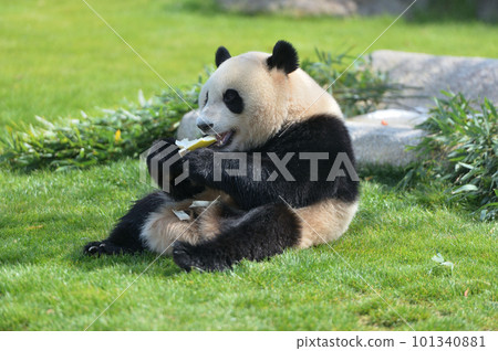 美味地吃竹子的湯濱 美味地吃竹子的湯濱 101340881
