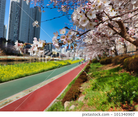 Cherry blossom Blooming in Oncheoncheon Stream, Busan, South Korea, Asia. Cherry blossom Blooming in Oncheoncheon Stream, Busan, South Korea, Asia. 101340907