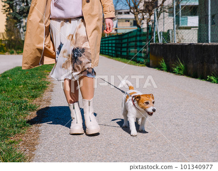 A small Jack Russell Terrier dog walking with his owner in a city alley. Outdoor pets, healthy living and lifestyle A small Jack Russell Terrier dog walking with his owner in a city alley. Outdoor pets, healthy living and lifestyle 101340977