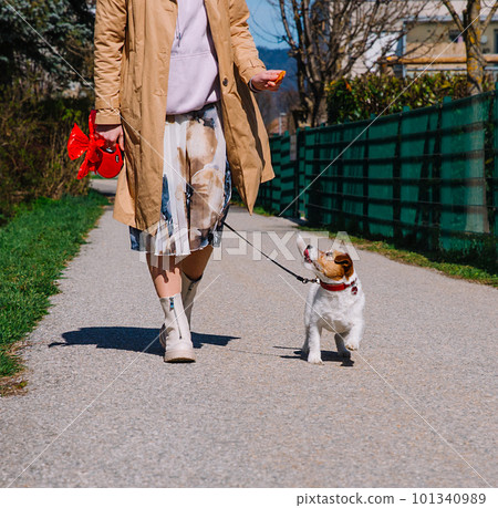 A small Jack Russell Terrier dog walking with his owner in a city alley. Outdoor pets, healthy living and lifestyle 101340989