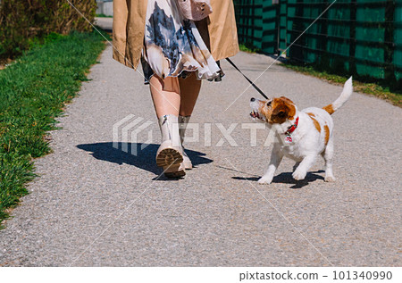 A small Jack Russell Terrier dog walking with his owner in a city alley. Outdoor pets, healthy living and lifestyle 101340990