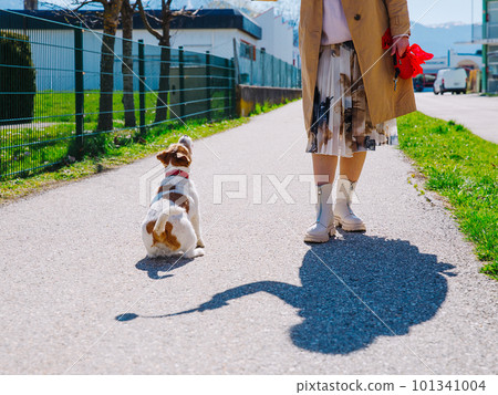 A small Jack Russell Terrier dog walking with his owner in a city alley. Outdoor pets, healthy living and lifestyle 101341004