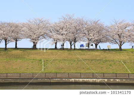 At the row of cherry blossom trees in the Arakawa Akabane Sakura Tsutsumi green area in spring At the row of cherry blossom trees in the Arakawa Akabane Sakura Tsutsumi green area in spring 101341170