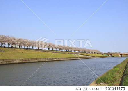 At the row of cherry blossom trees in the Arakawa Akabane Sakura Tsutsumi green area in spring At the row of cherry blossom trees in the Arakawa Akabane Sakura Tsutsumi green area in spring 101341175