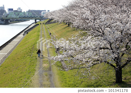 春天的荒川赤羽櫻堤綠地一排櫻花樹旁 101341178