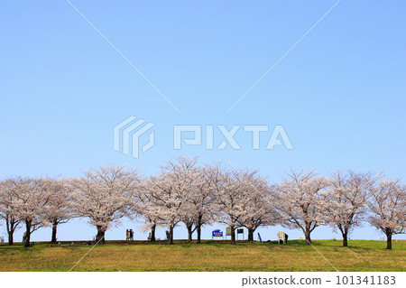 At the row of cherry blossom trees in the Arakawa Akabane Sakura Tsutsumi green area in spring 101341183