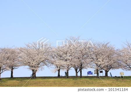 At the row of cherry blossom trees in the Arakawa Akabane Sakura Tsutsumi green area in spring At the row of cherry blossom trees in the Arakawa Akabane Sakura Tsutsumi green area in spring 101341184
