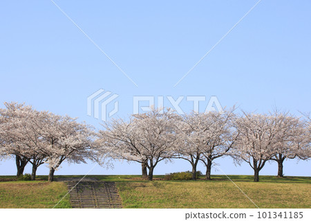 At the row of cherry blossom trees in the Arakawa Akabane Sakura Tsutsumi green area in spring 101341185