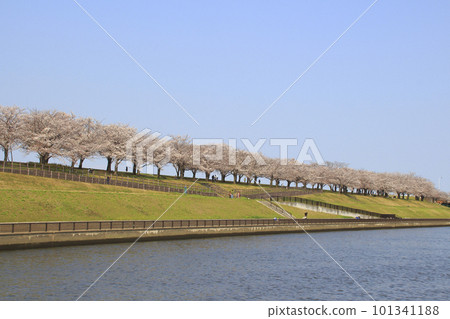 At the row of cherry blossom trees in the Arakawa Akabane Sakura Tsutsumi green area in spring 101341188