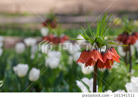 山谷的百合花 山谷的百合花 101341511