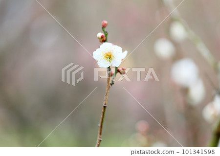 Plum blossom winter solstice 101341598
