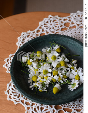 桌上的洋甘菊花,香草,香氣,芳香療法,園藝 桌上的洋甘菊花,香草,香氣,芳香療法,園藝 101341606