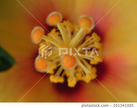 orange flower pollen macro shot 101341885