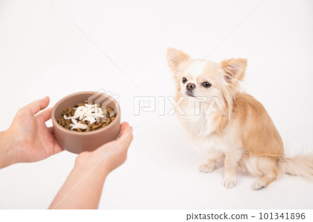 A small dog staring at fillet topped with dog food A small dog staring at fillet topped with dog food 101341896