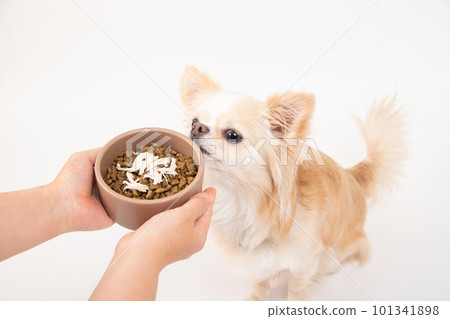 A small dog staring at fillet topped with dog food A small dog staring at fillet topped with dog food 101341898
