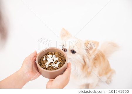 A small dog staring at fillet topped with dog food 101341900