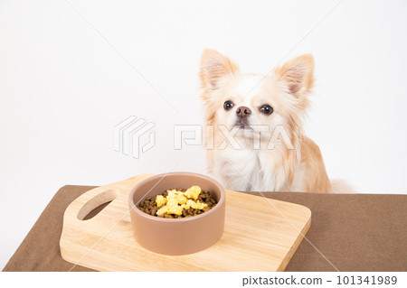 Chihuahua waiting for a good child in front of an egg topped with dog food Chihuahua waiting for a good child in front of an egg topped with dog food 101341989