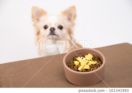 Chihuahua waiting for a good child in front of an egg topped with dog food 101341993