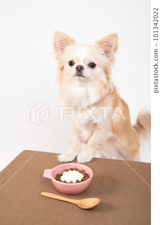 Chihuahua staring at yogurt topped with dog food with a spoon 101342022