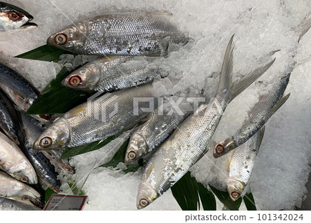 fresh fishery product milkfish or Chanos chanos or Chanidae or Cretaceous or tautonym or awa or ava or bangus or bandeng or bolu or in the market 101342024