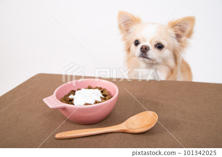 Chihuahua staring at yogurt topped with dog food with a spoon Chihuahua staring at yogurt topped with dog food with a spoon 101342025
