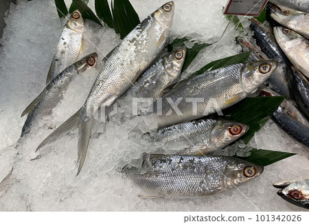 fresh fishery product milkfish or Chanos chanos or Chanidae or Cretaceous or tautonym or awa or ava or bangus or bandeng or bolu or in the market 101342026