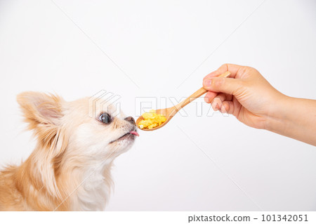 A small dog receiving a topping of scrambled eggs on a bite-sized spoon A small dog receiving a topping of scrambled eggs on a bite-sized spoon 101342051