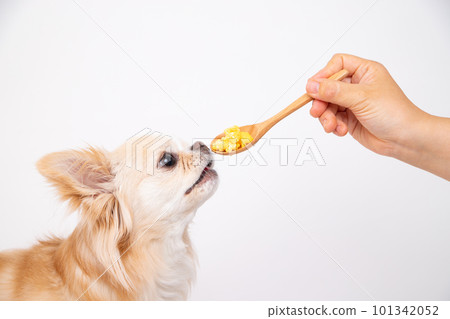 A small dog receiving a topping of scrambled eggs on a bite-sized spoon 101342052