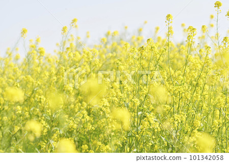 Yellow mustard rape blossoms blooming on the riverbed Yellow mustard rape blossoms blooming on the riverbed 101342058