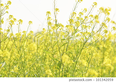 Yellow mustard rape blossoms blooming on the riverbed 101342059