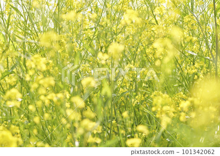 Yellow mustard rape blossoms blooming on the riverbed Yellow mustard rape blossoms blooming on the riverbed 101342062